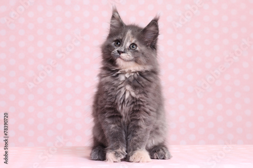 Cute Maine Coon kitten