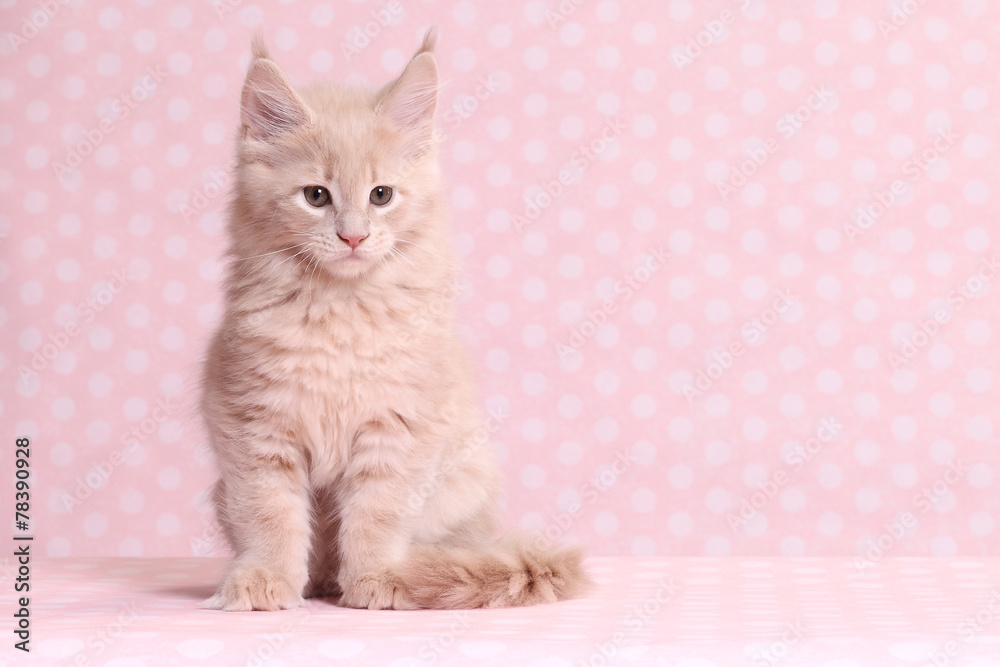 Fototapeta premium Cute Maine Coon kitten