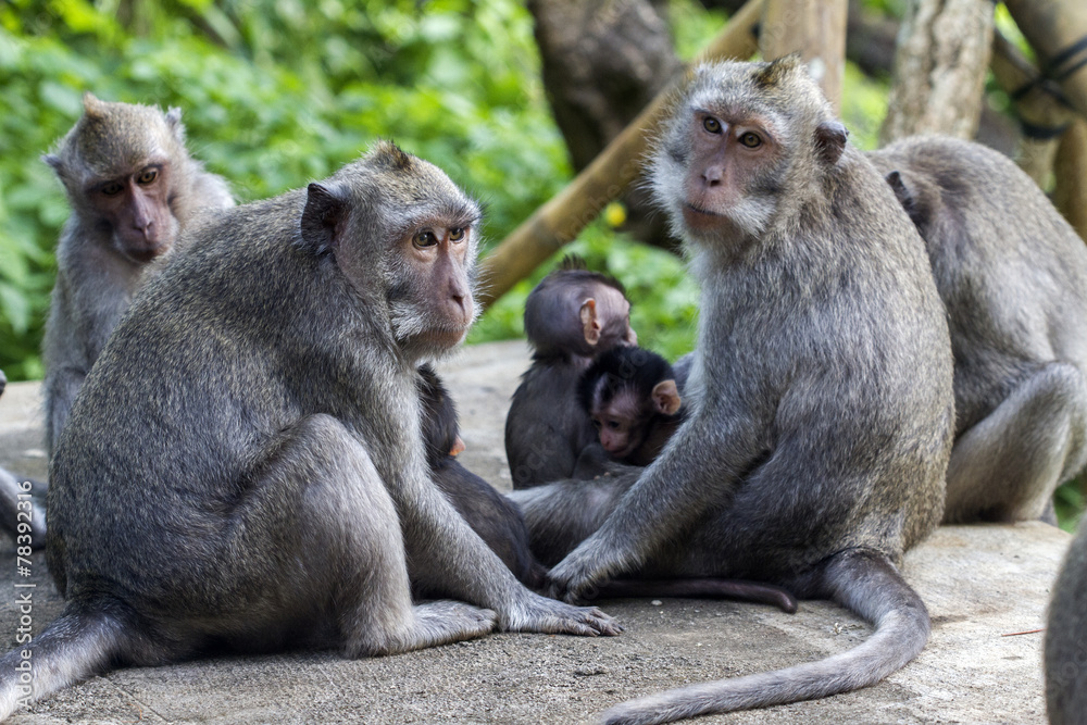 family of monkeys