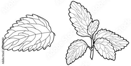 Stevia Leaf - Illustration