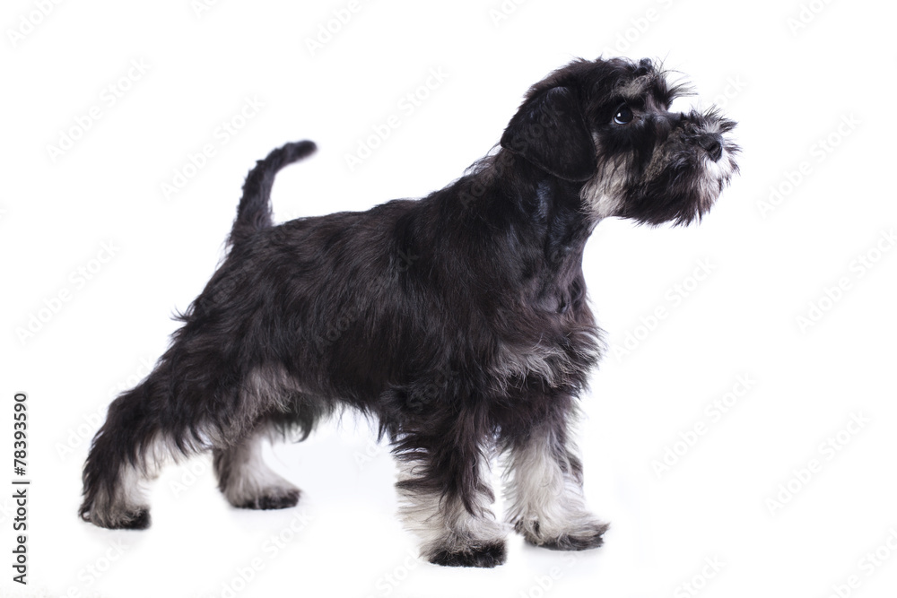 zwergschnauzer puppy zwergschnauzer puppy