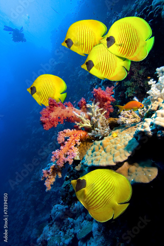 Coral reef and Masked Butterfly Fish #78394150