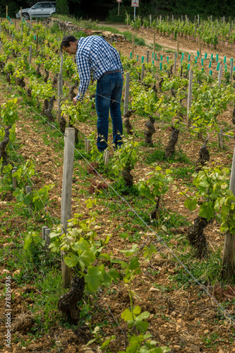 viticulteur dans les vignes