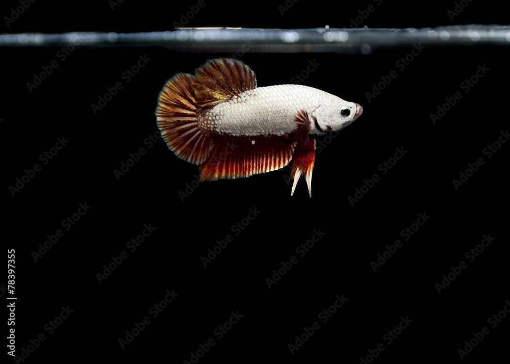 Obraz premium White Betta Fish Siamese fighting fish on black background