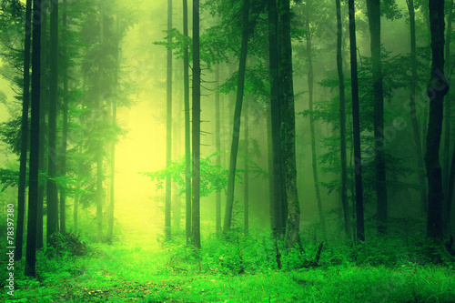 Yellow green forest light