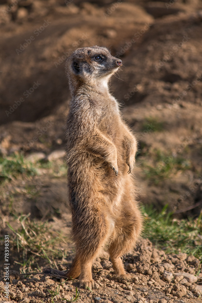 Fototapeta premium Erdmännchen (Suricata suricatta) meerkat