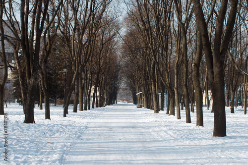 Snow-covered road through the trees in the park