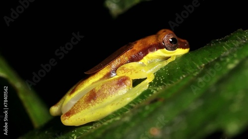 Red Skirted Treefrog (Dendropsophus rhodopeplus) photo