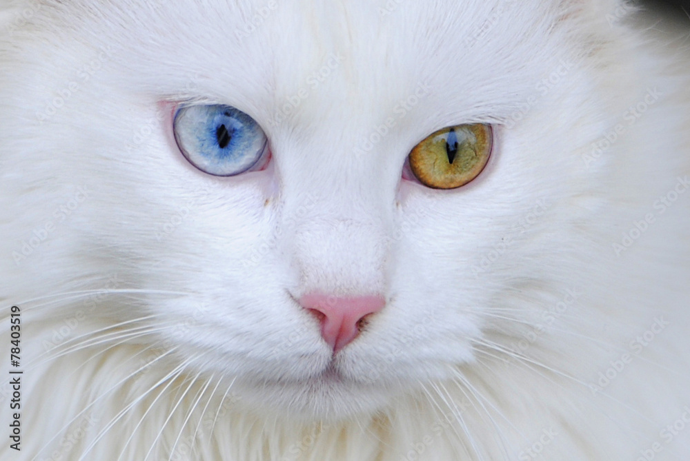 Katze mit zweifarbigen Augen 3
