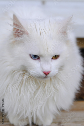 Katze mit zweifarbigen Augen 2 © isabellefleur