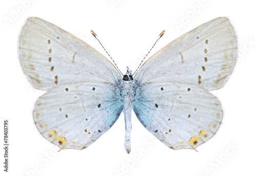Butterfly Cupido argiades (male) (underside) © als