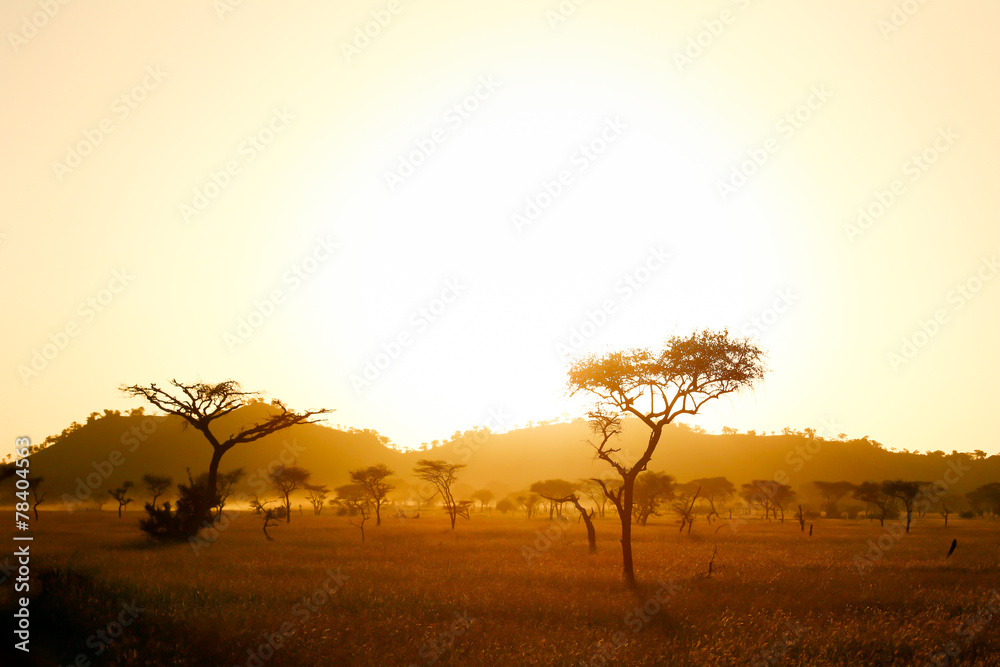 Sunrise on african savannah
