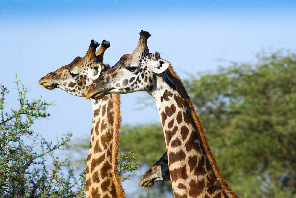 Giraffes heads Giraffes heads