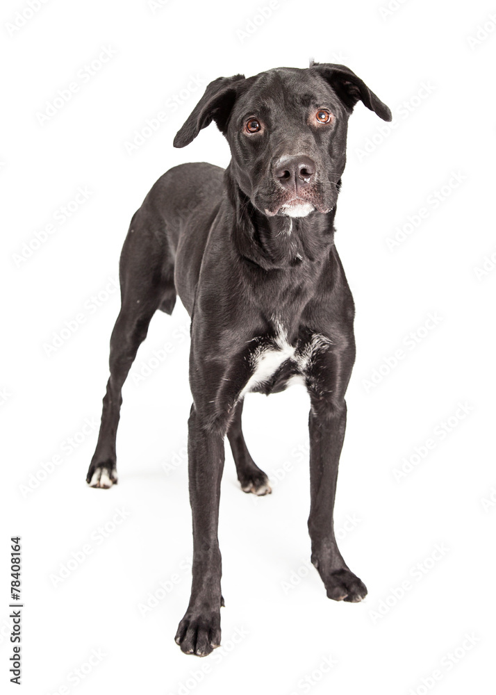 Black Labrador Crossbreed Dog Standing Black Labrador Crossbreed Dog Standing