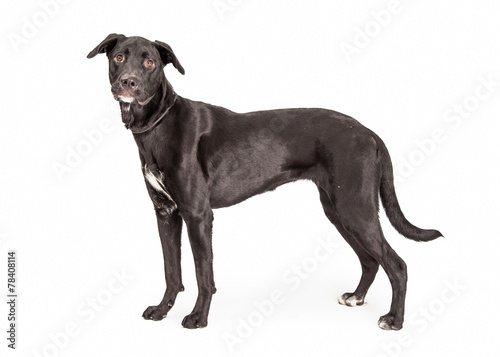 Black Labrador Crossbreed Dog Profile