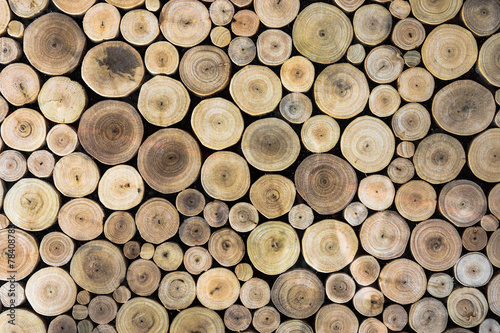 pieces of round teak wood stump background