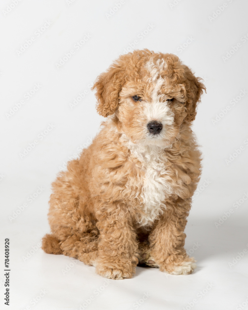 Spanish Water Dog Spanish Water Dog