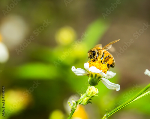 bee eat pollen of flower © lightofchairat