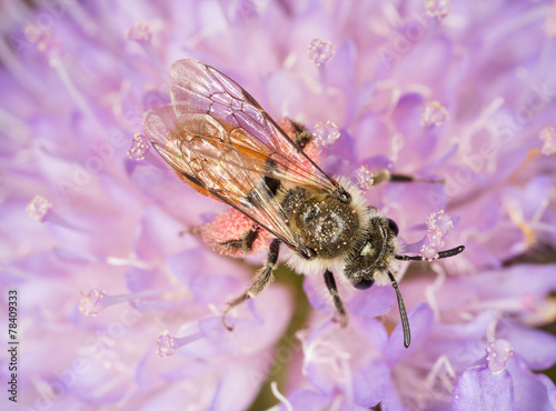 Small Scabious Mining-bee, Andrena marginata on scabious flower photo