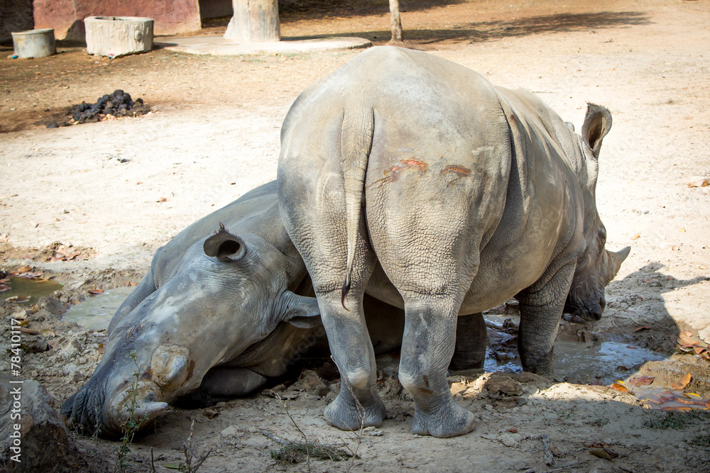 Fototapeta premium Behind of a rhinoceros