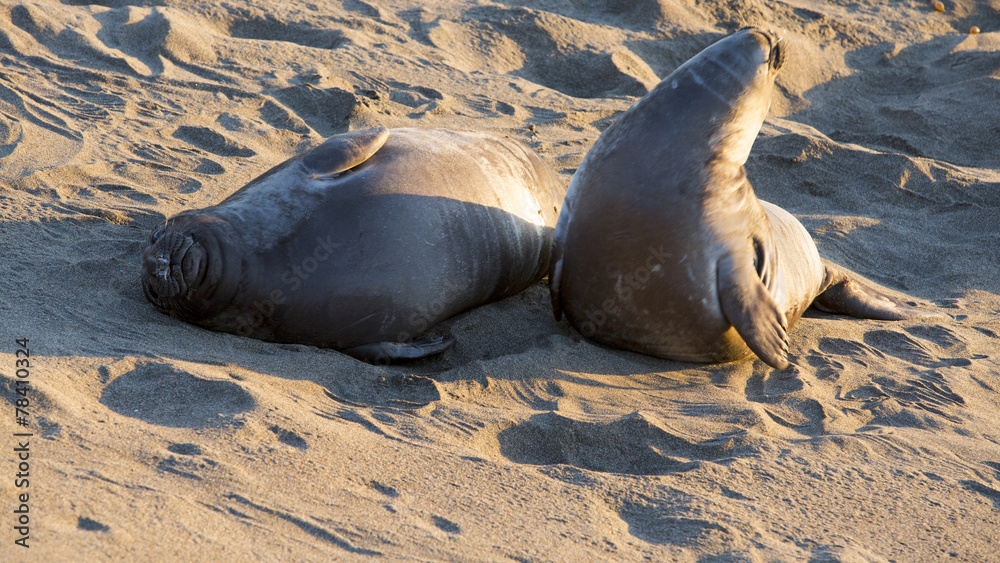 Fototapeta premium sea lions Big Sur