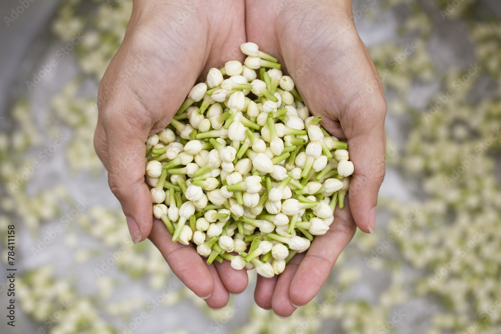 Jasmine flower in hand Jasmine flower in hand