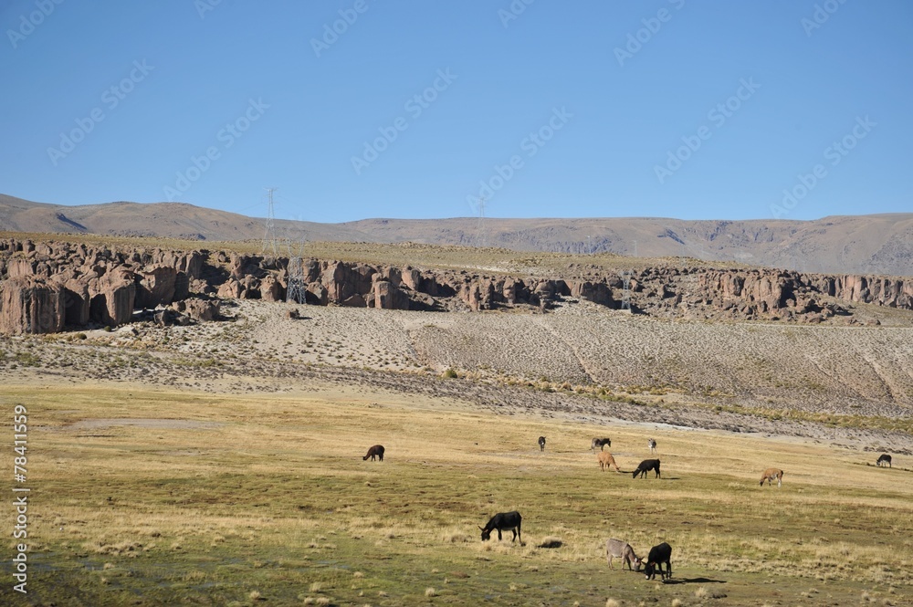 Obraz premium The Altiplano. Bolivia