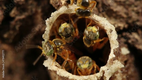 Amazonian sweat bees at entrance of nest photo