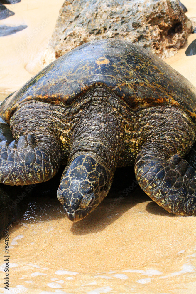 Obraz premium Green Sea Turtle