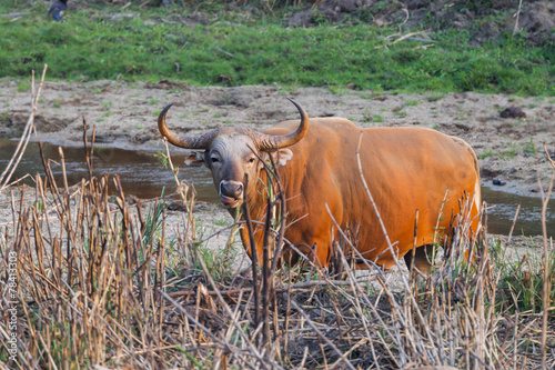 Male Banteng  who was in Red List of Threatened Species photo