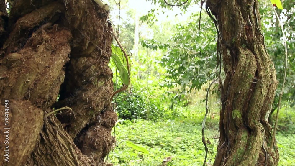 Hallucinogenic vine Ayahuasca (Banisopteris caapi) Hallucinogenic vine Ayahuasca (Banisopteris caapi)