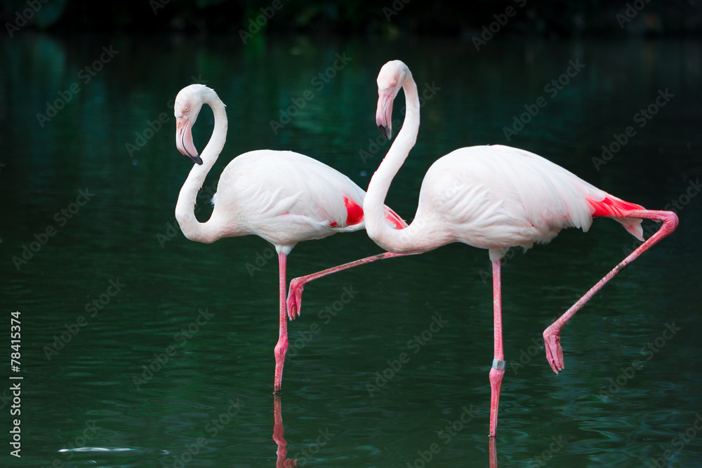 Flamingo standing on river 