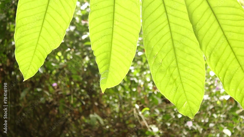Backlit leaves of a Sheffleria tree in the rainforest canopy Backlit leaves of a Sheffleria tree in the rainforest canopy