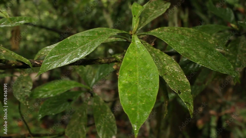 Hallucinogenic plant Amiruca Panga (Psychotria viridis) Hallucinogenic plant Amiruca Panga (Psychotria viridis)