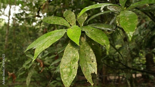 Hallucinogenic plant Amiruca Panga (Psychotria viridis) photo
