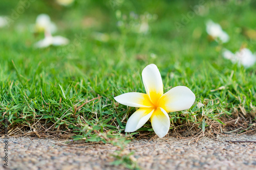 Plumeria or Frangipani flower on the ground © phollapat