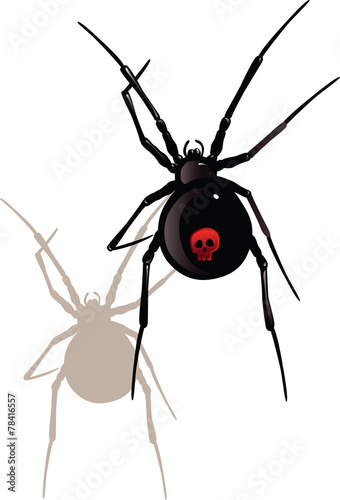 black widow spider photo