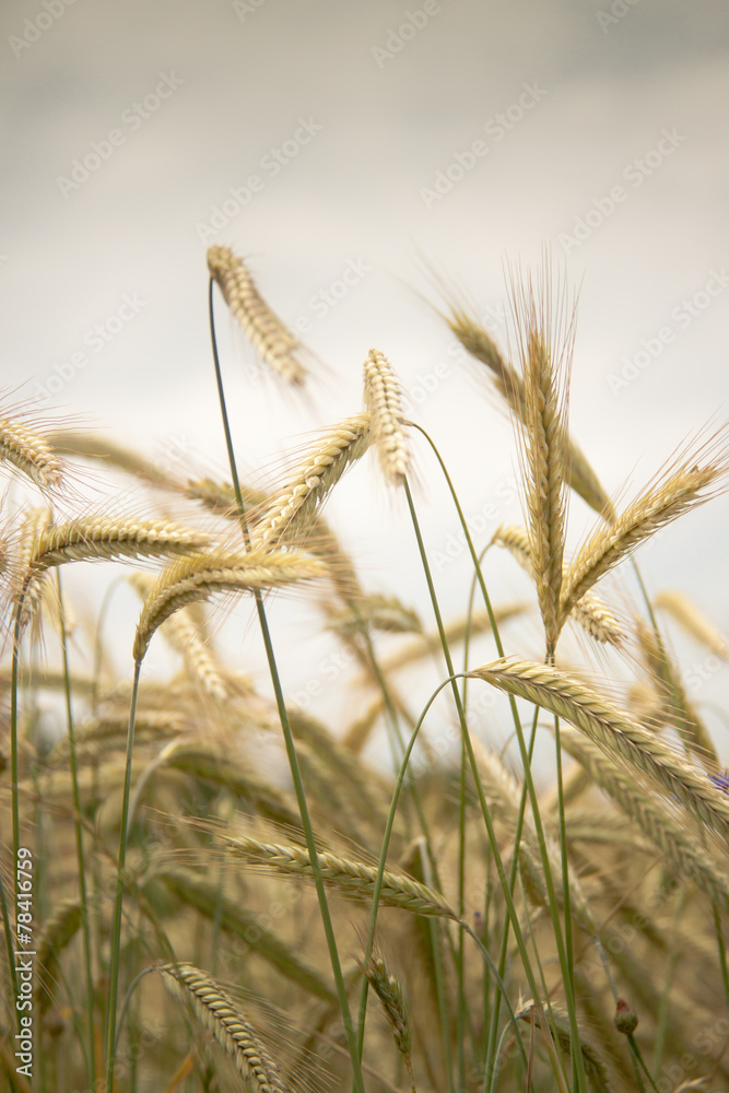 Fototapeta premium Grünes Getreide
