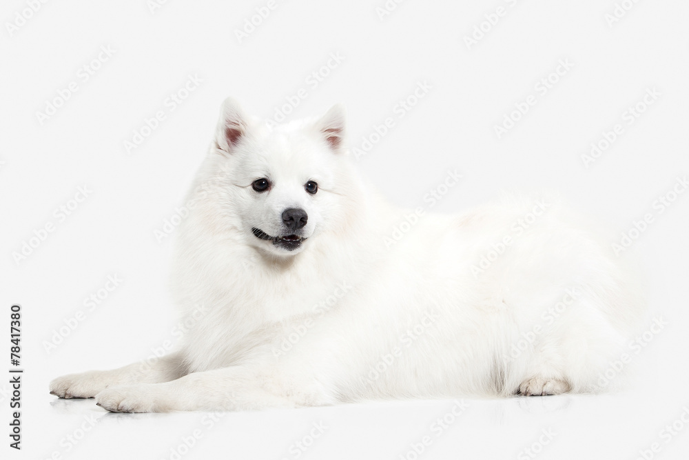 Dog. Japanese white spitz on white background Dog. Japanese white spitz on white background