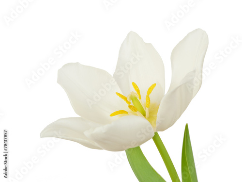 Fototapeta Naklejka Na Ścianę i Meble -  White tulip flower isolated on white background