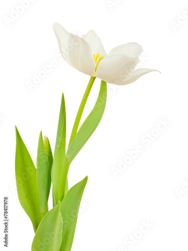 White tulip flower isolated on white background © lucky_marinka