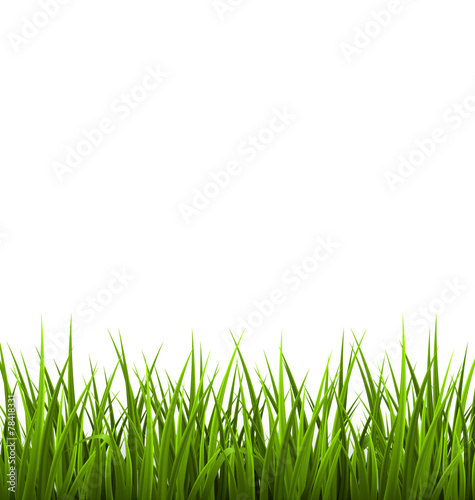 Green grass lawn isolated on white. Floral nature spring backgro