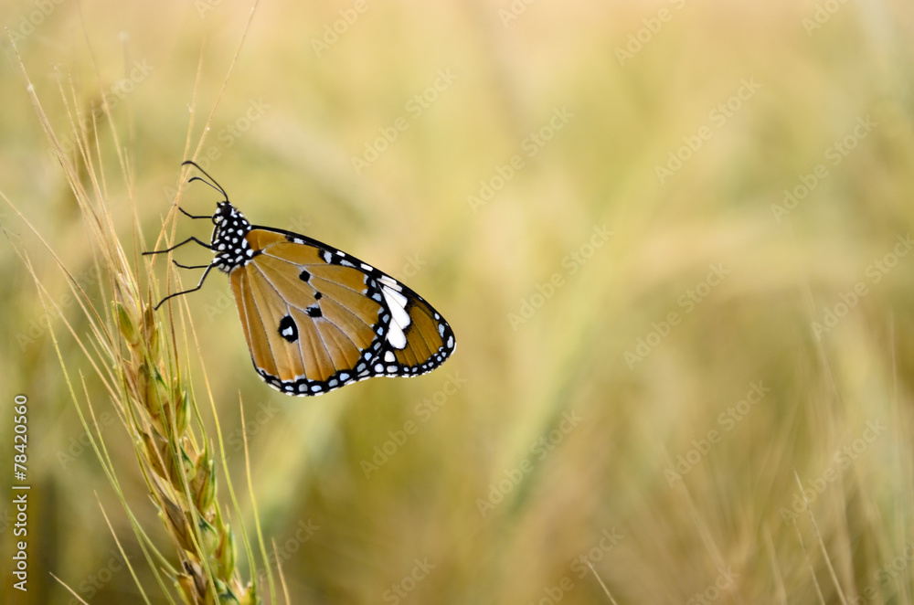 Obraz premium Monarch Butterfly