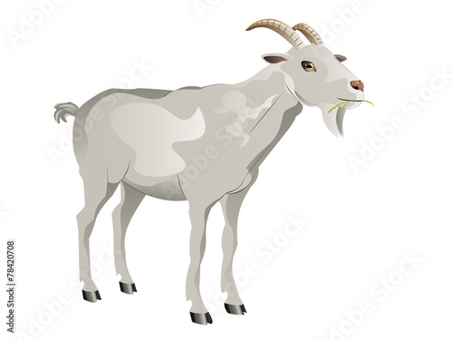 White Goat