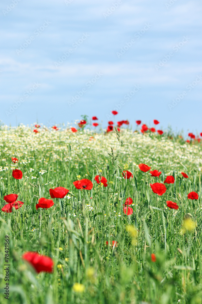 wild flowers meadow and blue sky landscape