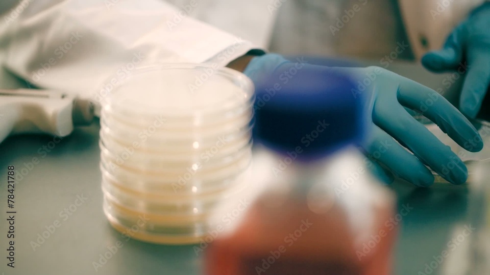 Inoculation of bacteria in a petri dish