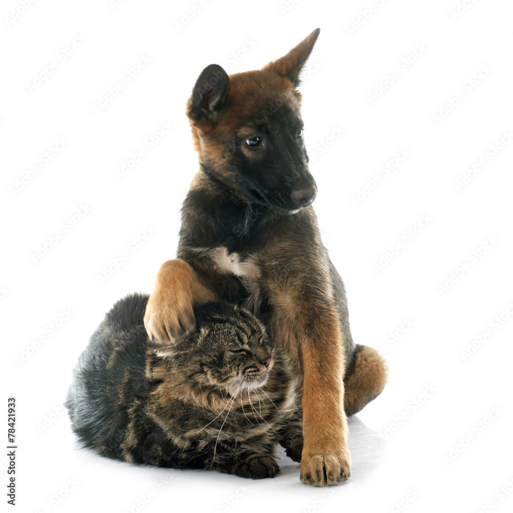 puppy malinois and maine coon
