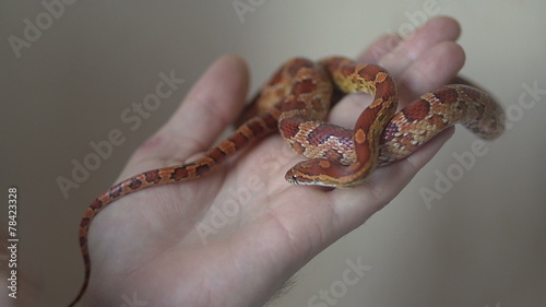 Corn snake on her arm