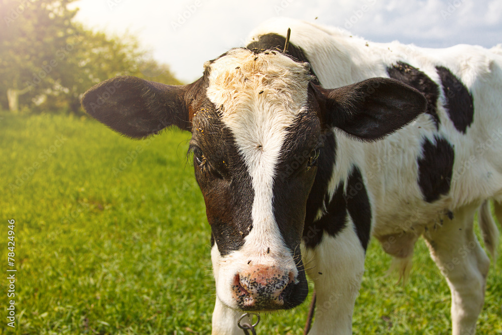 Little calf standing alone in green pasture Little calf standing alone in green pasture