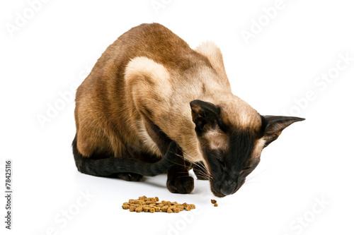 Brown Oriental cat eats. On a white background